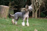 CHIEN NU CHINOIS 271